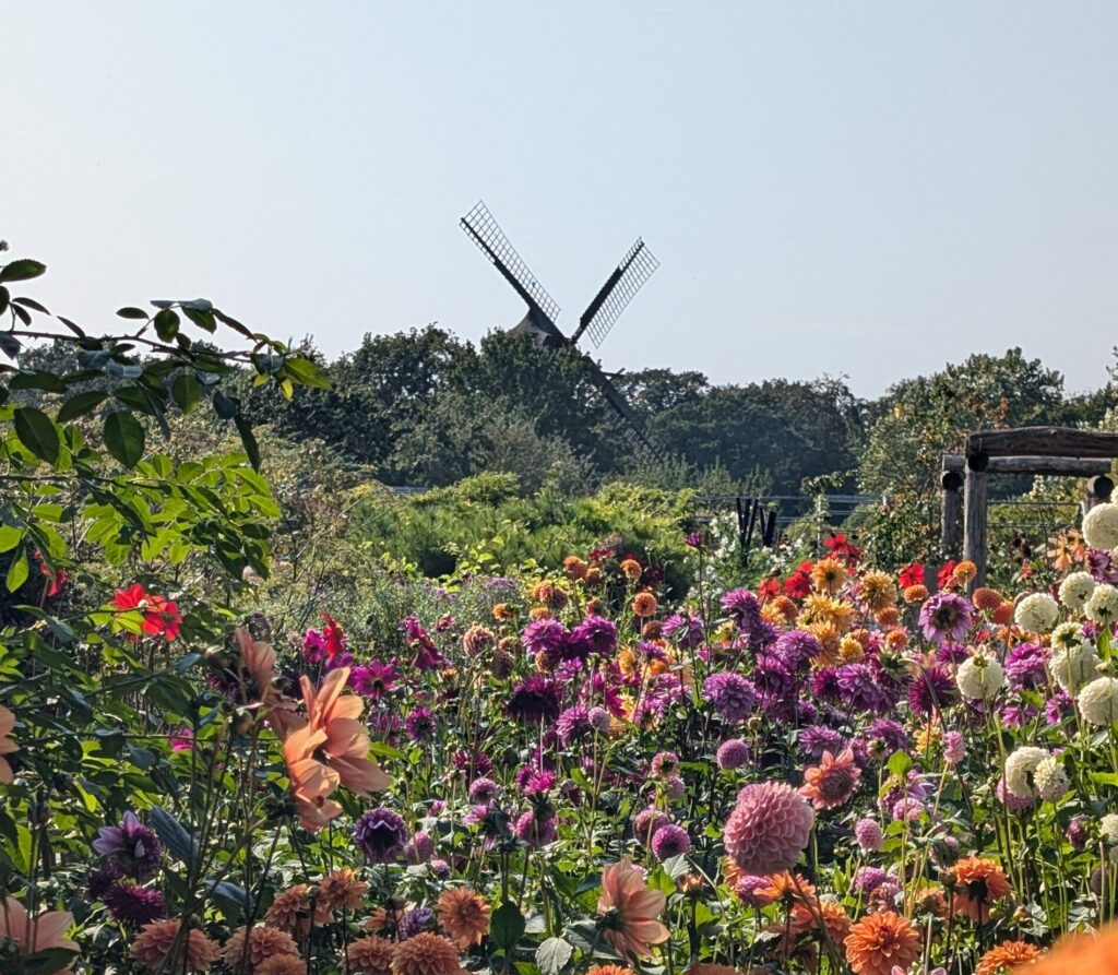 Picture of Schlotts Garden Dahlia Garden with windmill in the background- tips for Malmo and Copenhagen
